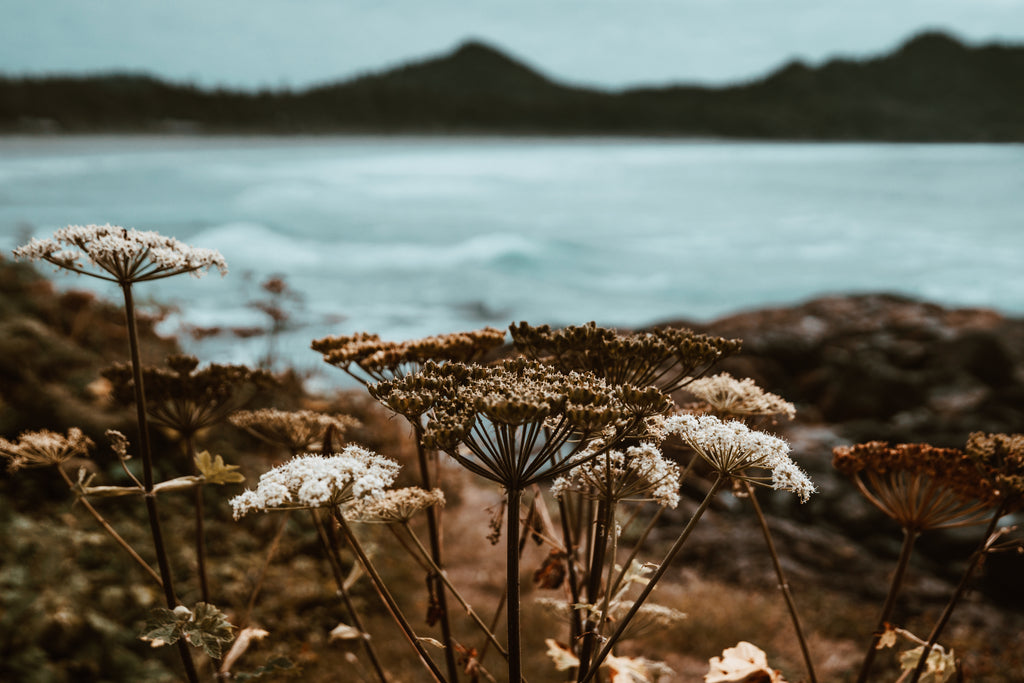 Coast view with coastal flowers 