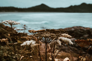 Coast view with coastal flowers 
